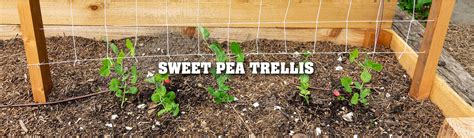 Making A Sweet Pea Trellis