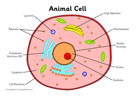 These vacuoles act as storage areas for the cells and play significant. Images Of Animal Cell — ANIMWALL.COM