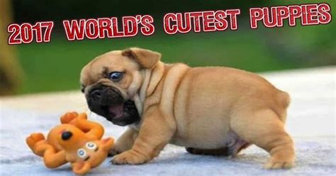 Top 10 Cutest Dog Breeds Photos All Recommendation