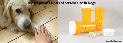 Concerned About The Negative Effects Of Using Steroids In Dogs