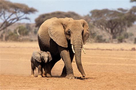 African Elephant Loxodonta Africana Photograph By Gerard Lacz Fine