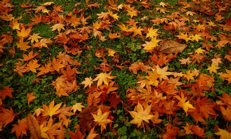 Automne Season Nature Landscapes Rain Fall Wallpapers Leaf Tree