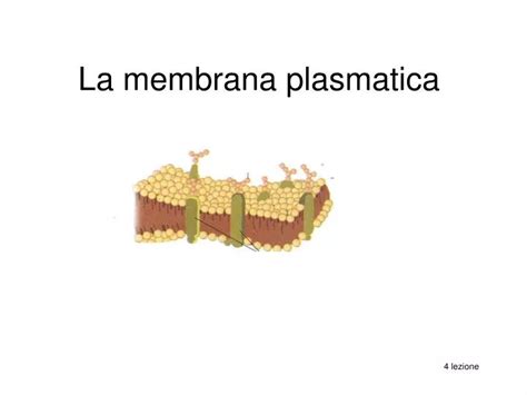 Ppt La Membrana Plasmatica Powerpoint Presentation Free Download