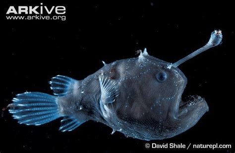 Triplewart Seadevil Angler Fish Deep Sea Weird Animals
