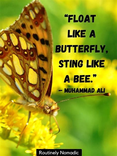 Butterfly Quotes 215 Perfect Butterfly Sayings For 2023 Routinely Nomadic