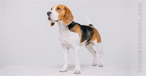 Beagle Dog Beagle Breed Information And Characteristics