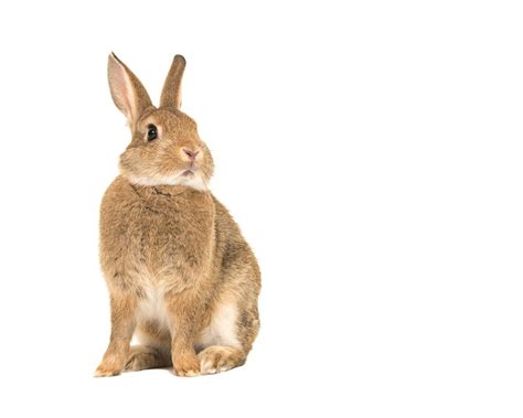 What To Do If Your Pet Rabbit Has Lice