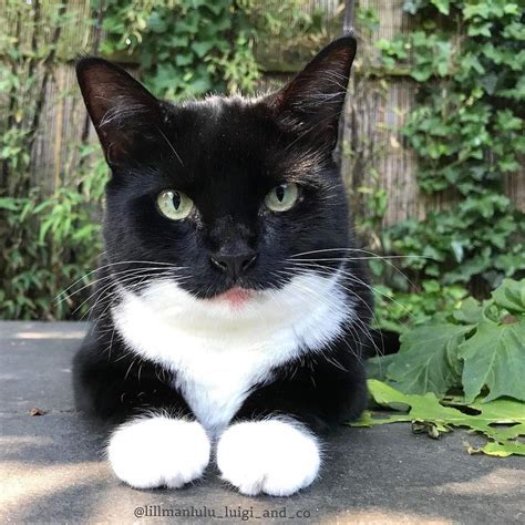 8 Fun Facts About Tuxedo Cats