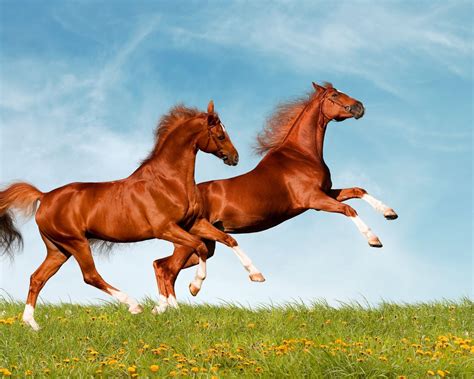 Beautiful Chesnut Horses Horse Wallpaper Beautiful Horses Horse