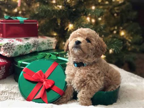 Wondering what our irish doodle puppies will look like as they get older? Puppy Application - Precious Doodle Dogs - Teacup ...
