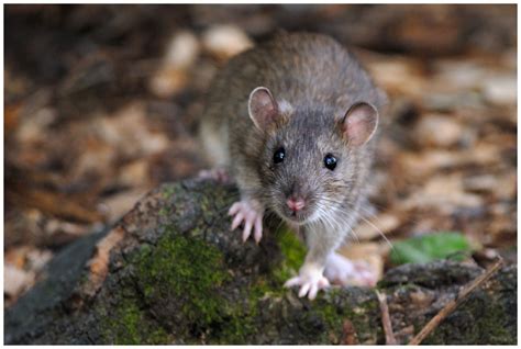 Rattus Norvegicus Brown Rat History Understanding Pet Fancy Rats
