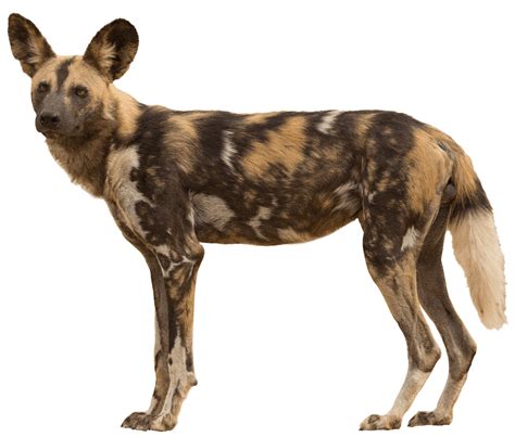 About Wild Dogs African Wildlife Conservation Fund