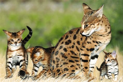 Pengertian kucing adalah jenis hewan mamalia karnivora yang berasal dari keluarga felidae yang biasa menjadi hewan peliharaan di rumah atau hidup liar bebas. √Daftar Harga Kucing Savannah Terbaru Desember 2020