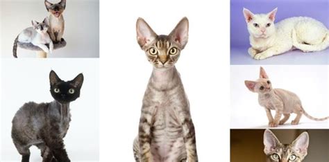 Devon Rex Cat Breed Personality Behavior Facts And Characteristics