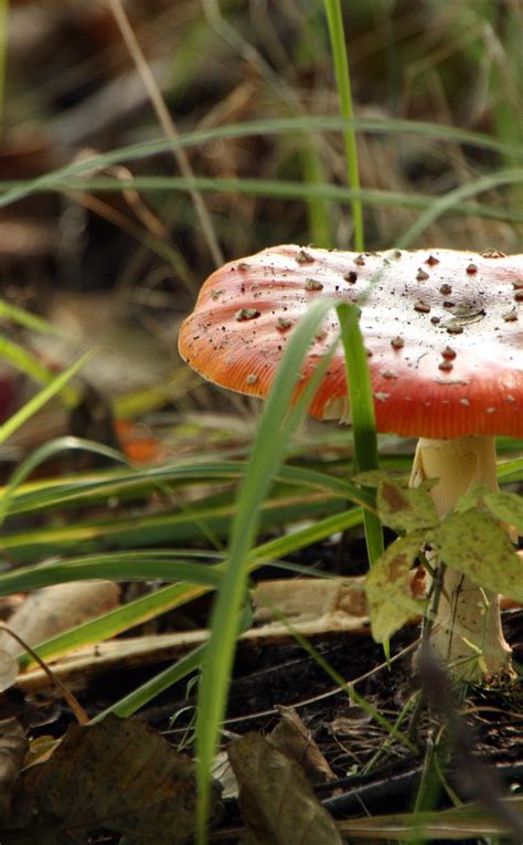 950x1534 Mushroom Fly Agaric Poisonous 950x1534 Resolution Wallpaper