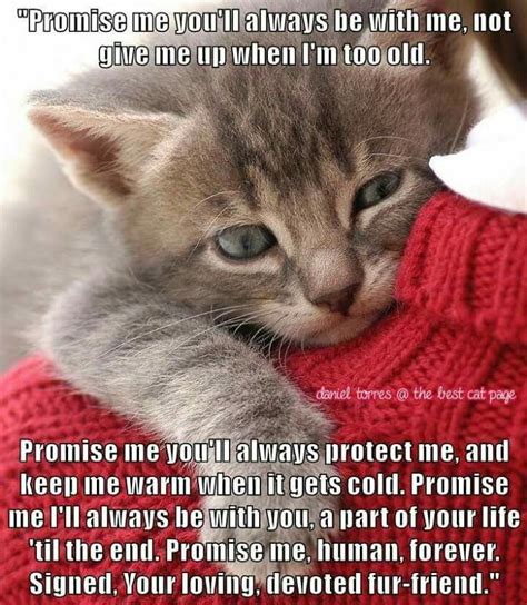 Pin By Patricia P On Cats Cats Kittens Cutest Funny Animals