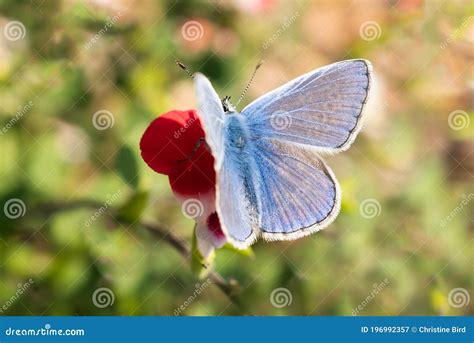 Common Blue Butterfly On A Red And White Saliva Flower Stock Image