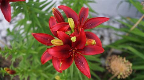 Types Of Red Lily Varieties For Your Flowerbeds In Red Lily