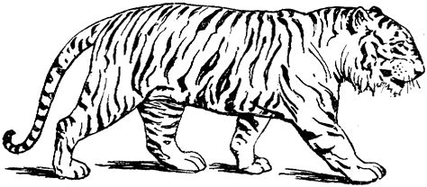 Coloriage Tigre 13588 Animaux Dessin à Colorier Coloriages à