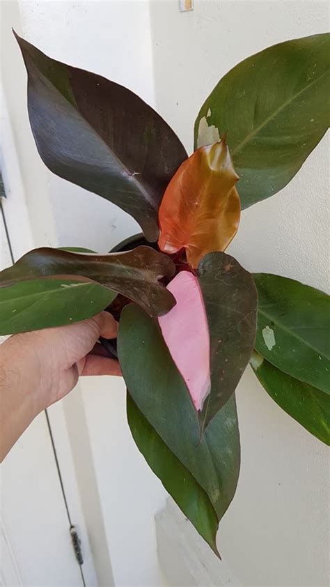 Philodendron Erubescens Pink Princess 1 Plant Live