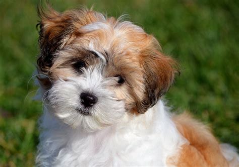 Teddy Bear Dog Breeds The Pups That Look Like Cuddly Toys Artofit