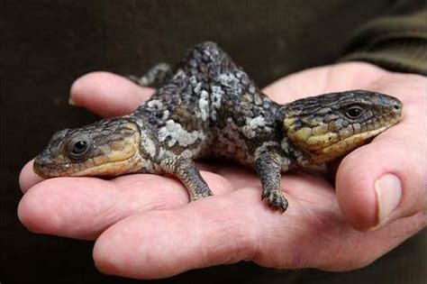 Top 10 Coolest Weirdest Lizards Large And Small