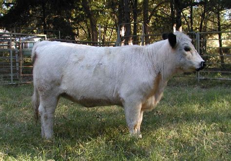 British White Cattle Facts Halliburton Farms British White Cattle