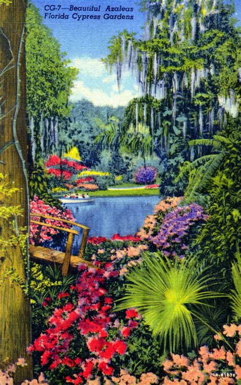 Sites are carefully nestled among hundreds of palms, pines, oaks, cypress and flowering shrubs. Florida Memory • Beautiful azaleas - Florida Cypress Gardens