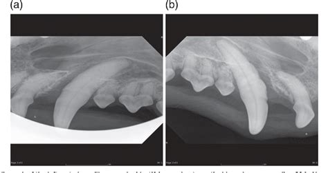 Diagnostic Imaging Of Oronasal Fistulas In A Dachshund Semantic Scholar