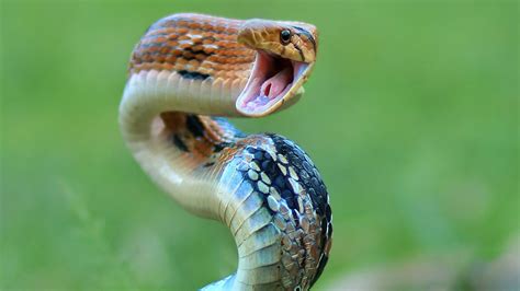 Snake Like Penis Great Porn Site Without Registration