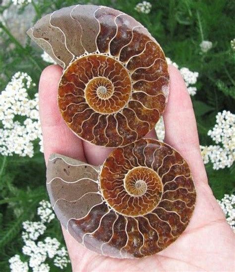 Ammonite Fossil Pair Sacred Geometry Unique Items Products Etsy