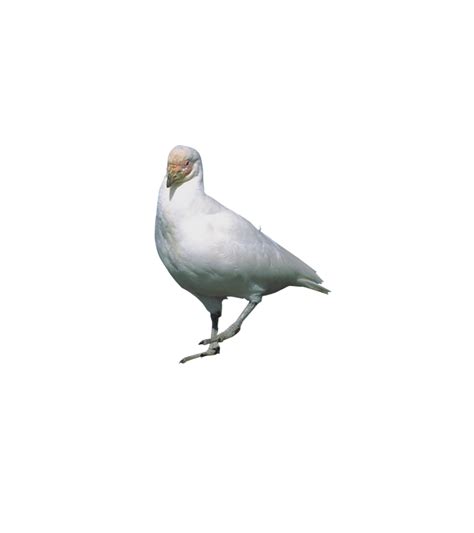 Rock Dove Stock Dove Flight Bird Standing Pigeon Png Download 778