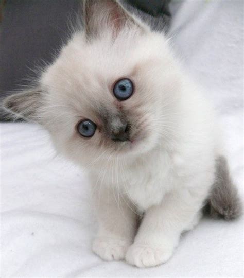 51 Best Images About Persiansiamese Cats And Kittens On