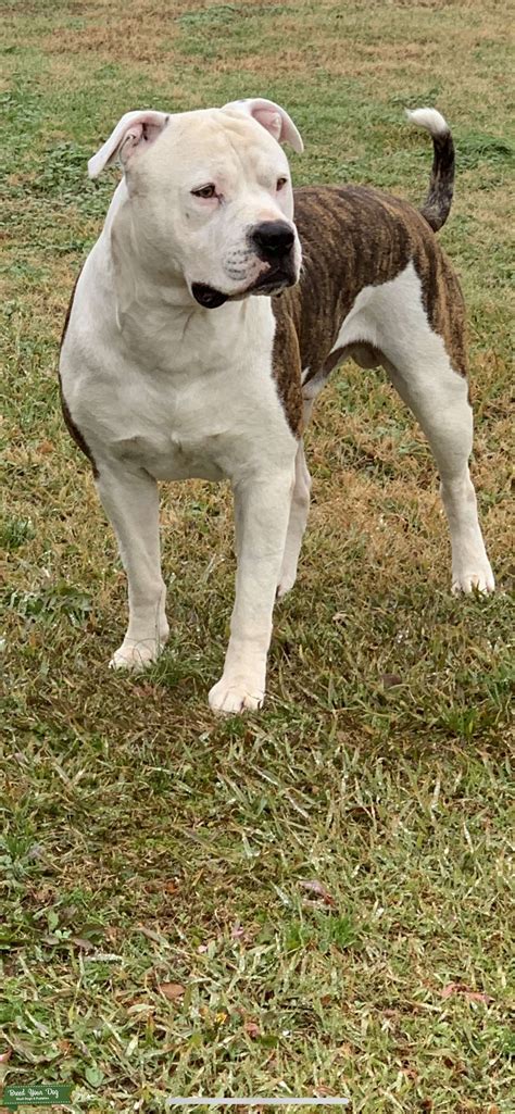 American Bulldog Stud Dog In North Carolina The United States