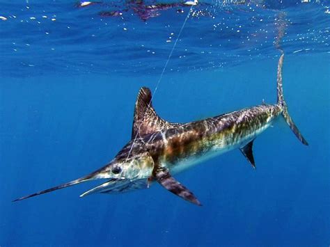 Fast Fights World Record Striped Marlin Landed In 1 Minute Salt