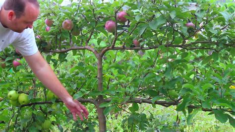 Growing Apples On Espalier Tree Youtube