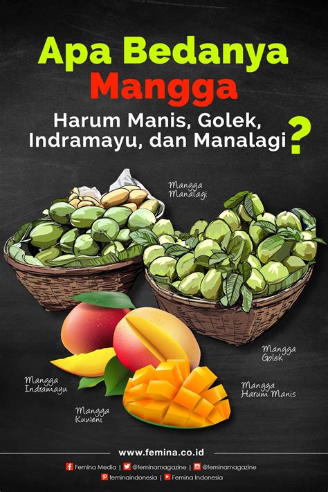 Mangga yang sudah matang berair, berdaging, dan lezat. Apa Bedanya Mangga Harum Manis, Golek, Indramayu, dan ...