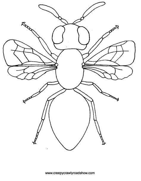 Insect Coloring Pages Easy Dejanato