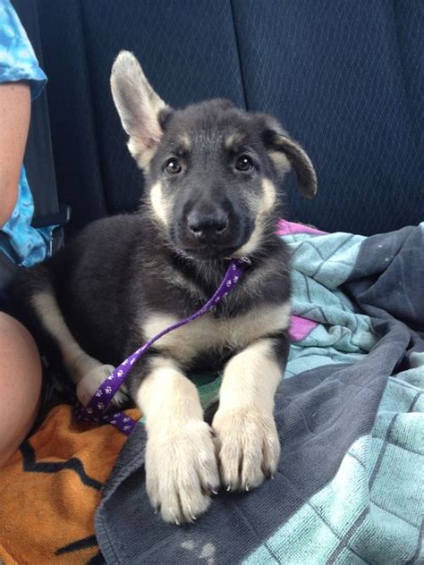 How much should german shepherd puppies cost? I love the one ear up, and one ear down stage #GSD ...