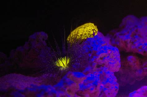 Coral Fluorescence Aquarium Lyon