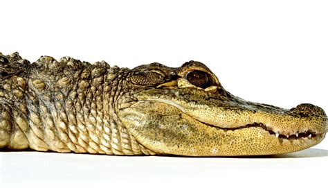 New Research Shows The American Alligator Has Remained Virtually