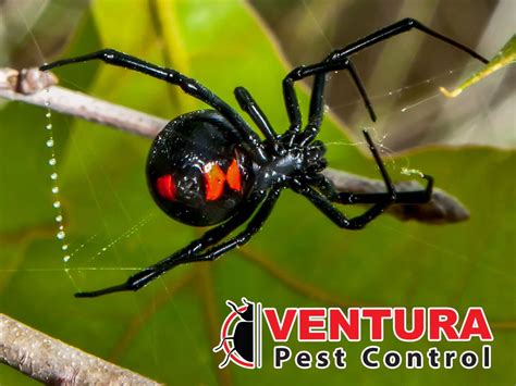 Ventura Pest Control Updated April 2024 12 Photos And 18 Reviews 2192 Anchor Ct Newbury