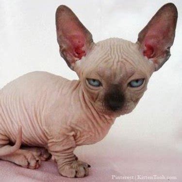 We have all of the information you need to know about sphynx breeders including website url, contact information, facebook page, memberships to associations. Cat Breeders Near Me - Cat Kingpin