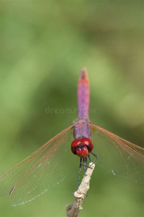 Violet Dropwing Trithemis Annulata On A Branch Stock Image Image Of