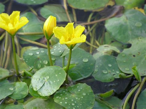 Nymphoides Peltata Deep Water Pond Plants Water Lilies Aquatic Plants