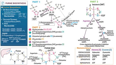 Biochemistry Purine Biosynthesis Ditki Medical And Biological Sciences
