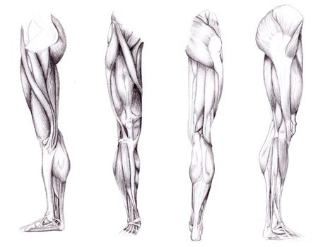 Leg Muscles Art Reference Muscle Anatomy Bodaswasuas