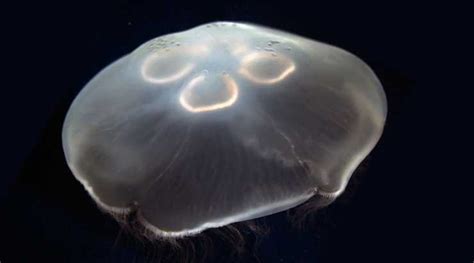 Do Jellyfish Have Brains ~ Its A No Brainer