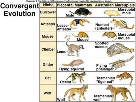 Convergent And Divergent Evolution Definition Examples And Differences