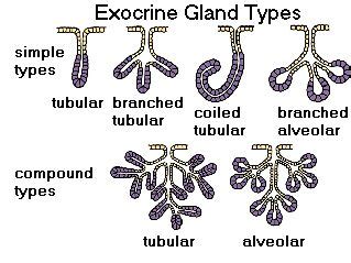 Different types of exocrine glands. | Chapter 5 | Pinterest | Different types, Exocrine gland ...